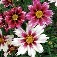 Coreopsis Li L Bang Starlight Coreopsis Flower Flower Seeds Plants
