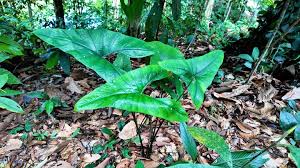 Image result for Brownleea maculata