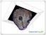 Ceiling Cat Png