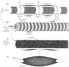 Keep reading to discover much more about the muscular system and how it controls the body. Muscles Of The Torso An Overview Sciencedirect Topics