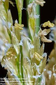 Image result for Sporobolus consimilis