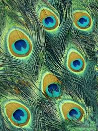 Peacock Feather Best Animals Peacock Peacock Feathers Peacock Feather