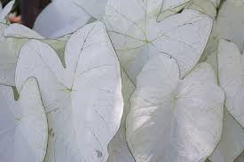 Caladium June Bride Angel Wings Caladium Bulb Flowers Plants