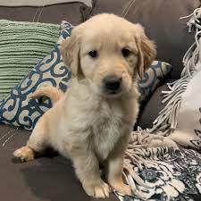 Golden retriever adoption allows them to have new lives and be placed in 'forever homes' by up to these organizations often care for their rescue dogs for adoption in foster homes puppies also teethe. Golden Retriever Puppies For Sale Tucson Az 297600