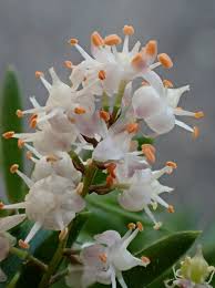 Image result for Asparagus radiatus