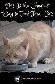 Never Bite The Hand That Feeds You Memes This Is The Cheapest Way To Feed Feral Cats Feral Cats Cats Cheap Cat Food