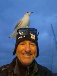 Blackheaded Gull the other day ( regaining its summer plumage )