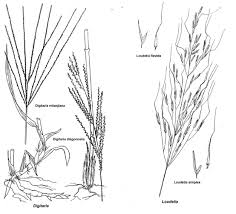 Image result for Loudetia simplex