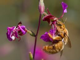Amegilla bombiformis, commonly known as the teddy bear bee or golden haired mortar bee, is an australian native bee in the family apidae. Fuzzy Flying Golden Teddy Bears Are Giants In The Bee World