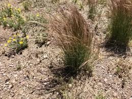 Image result for Aristida meridionalis