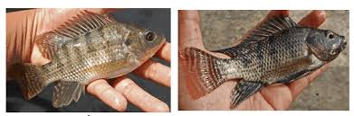 Contact jual ikan nila on messenger. Budidaya Ikan Nila Lengkap Harga Bibit Dan Tips Budidaya