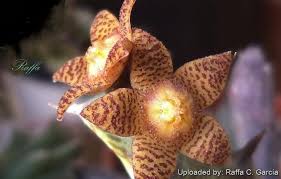 Image result for Orbea schweinfurthii