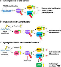 We did not find results for: Bortezomib Enhances Radiosensitivity In Oral Cancer Through Inducing Autophagy Mediated Traf6 Oncoprotein Degradation Journal Of Experimental Clinical Cancer Research Full Text