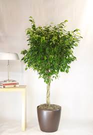 Image result for Ficus benjamina