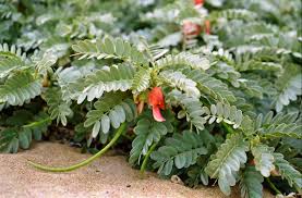 Image result for Sesbania sericea