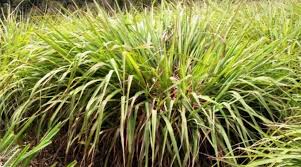 Image result for Cymbopogon nardus