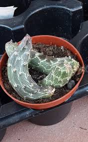 Image result for Kleinia chimanimaniensis