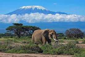 With habitats ranging from tropical rainforest south african plains game hunting packages; 13 Best Game Reserves In Africa Planetware