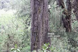 Image result for Juniperus procera