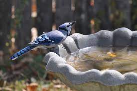 The city became a spa with the latin name aquae sulis (the waters of sulis) c. Songbirds Are Mysteriously Dying Across The First State