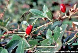 Image result for Cayaponia