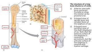 It consists of (a) long head of biceps, wrapped in the synovial sheath and (b) ascending branch of the anterior circumflex humeral artery. Bones And Skeletal Tissues Ppt Download