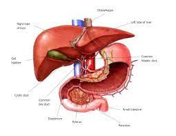 This is an online quiz called liver diagram. Inflammation And Fibrosis In Chronic Liver Diseases Including Non Alcoholic Fatty Liver Disease And Hepatitis C