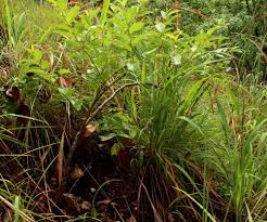 Image result for Cissus cornifolia