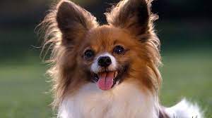 Browse 5,603 papillon stock photos and images available, or search for papillon dog to find more great stock photos and pictures. Papillon Price Temperament Life Span
