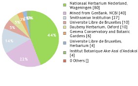 Image result for Campylospermum densiflorum