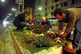 Image result for guerrilla gardening images