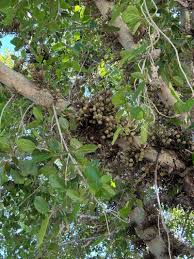 Image result for Ficus sycomorus