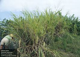 Image result for Panicum maximum