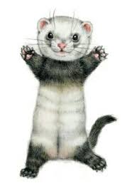 Résultat de recherche d'images pour "dessins furet couleur"