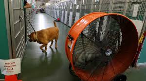 This is the area's largest local pet adoption event and will feature hundreds of adoptable dogs, cats, puppies, kittens, rabbits, birds and more seeking new families and homes. Do Dogs Need Air Conditioning Animal Lovers Pressure County To End Cooling By Fans South Florida Sun Sentinel South Florida Sun Sentinel