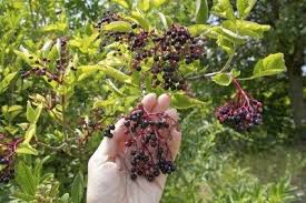 Get free fresh elderberries now and use fresh elderberries immediately to get % off or $ off or free shipping. Harvesting Elderberry Fruit When Are Elderberries Ripe