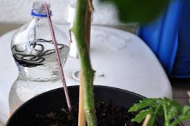 Somit kannst du abends auf der couch ganz entspannt mit deinem smartphone den garten bewässern der blumat wasserspender ist die günstigste urlaubsbewässerung in unserem test. Giessvertretung 4 Ideen Zur Bewasserung Selbermachen De