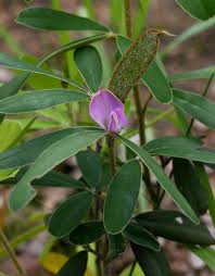 Image result for Tephrosia dasyphylla