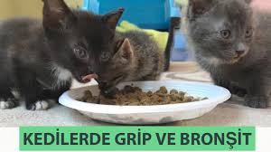 Kedilerde Grip Ve Bronsit Tedavisi Ic Parazit Icin Ne Yaptik Youtube