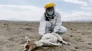 It also includes the localities of isluga, enquelga, cariquima and chijo. Reaparece El Chupacabras En Colchane Ya Habria Atacado A Mas De 50 Animales