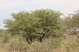 Image result for Acacia luederitzii