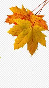 Maple Leaf Autumn Leaf Color Yellow Golden Autumn Leaves Png Is About Is About Orange Tree Maple Tree Leaf M Autumn Leaf Color Autumn Leaves Tree Drawing