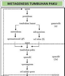 Tumbuhan paku atau dikenal dengan (pterydophyta) adalah kelompok kingdom plantae yang secara evolusi lebih maju dibandingkan bryophyta (lumut). Tumbuhan Paku Dibedakan Menjadi Paku Homospora Heterospora Dan Peralihan Dasar Yang Membedakannya Brainly Co Id
