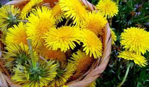 Ceai de papadie ~ utilizari in tratamentele interne. Ceai De Papadie Beneficii Si Contraindicatii Cum Se Prepara Corect