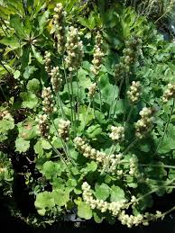 Image result for Cyathula cylindrica