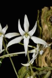 Image result for Mystacidium