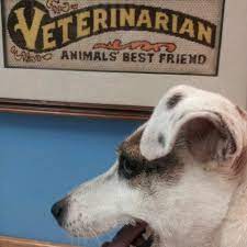 Find a doctor in flushing, on manta. The Pet Doctor Murray Hill 25 62 Francis Lewis Blvd
