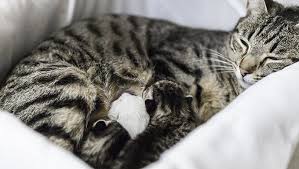 It¿s a good idea to check your cat repeatedly for an. Why Do Cats Purr What Are They Saying Cattime