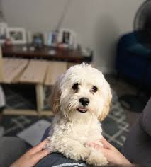 Miniature poodle for adoption in Fresno California