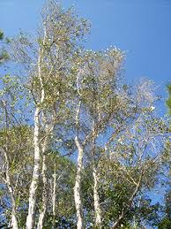 Image result for Melaleuca quinquenervia